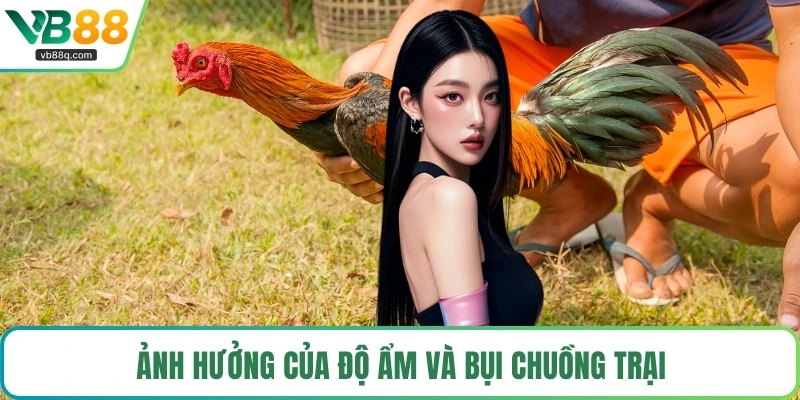 Ảnh hưởng của độ ẩm và bụi chuồng trại