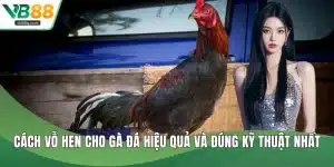 Cách vỗ hen cho gà đá