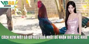 Cách xem mặt gà đá