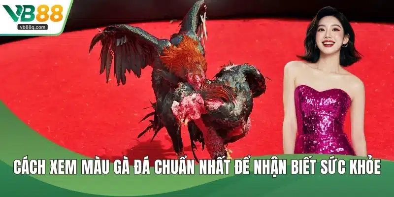 Cách xem màu gà đá