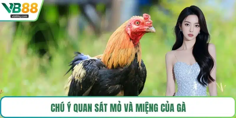 Chú ý quan sát mỏ và miệng của gà