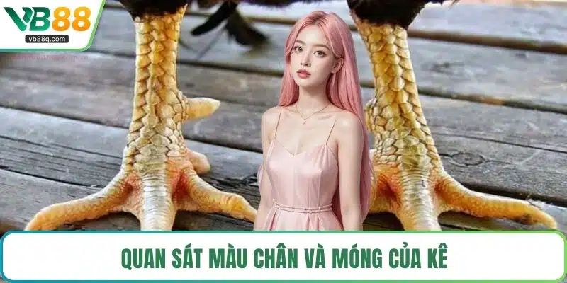 Quan sát màu chân và móng của kê